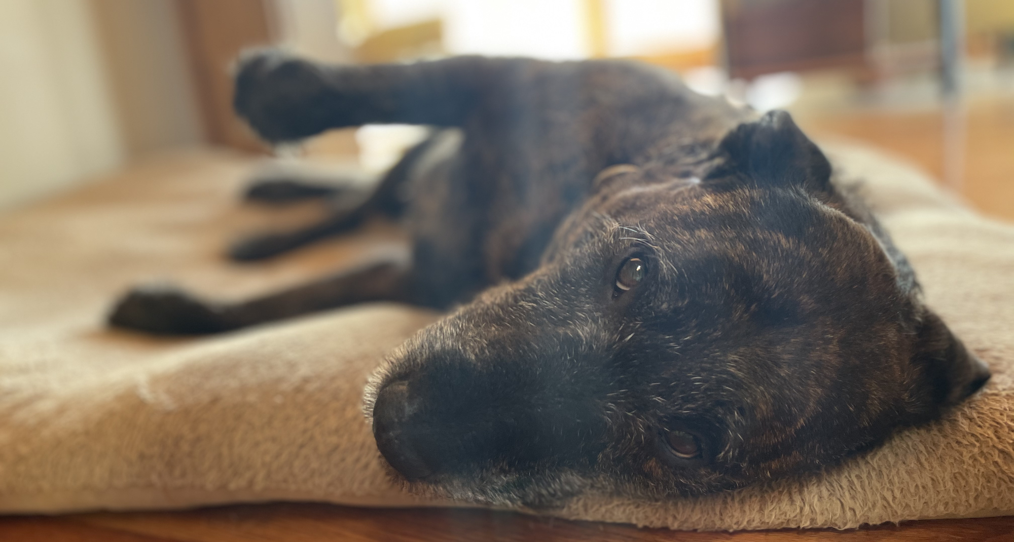 Bea, sprawled on her dog bed