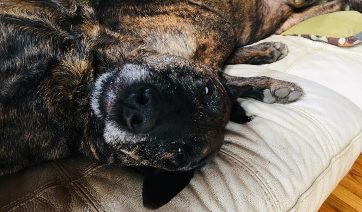 Bea, upside-down on the couch, with Dottie's leg in the background