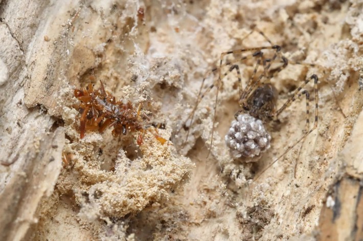 a photo of a bone collector caterpillar covered in dead insect parts sitting on the web of a spider, with the spider right next to it