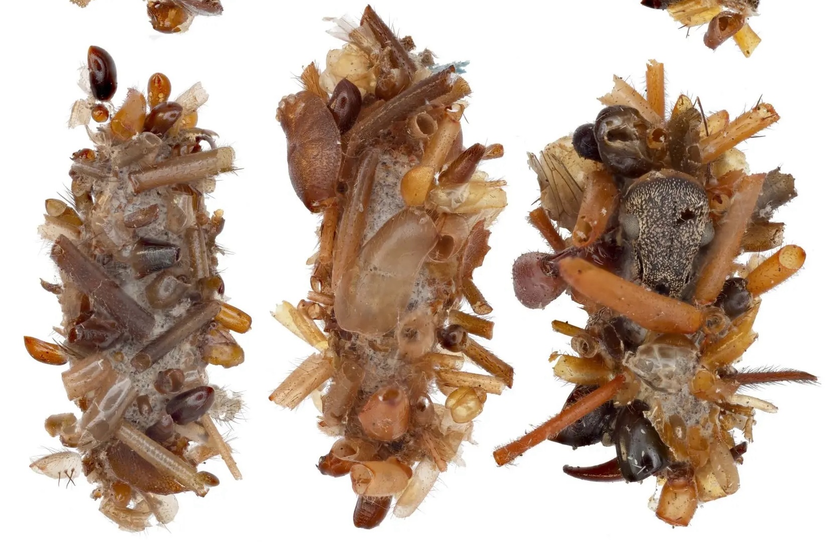 three bone collector caterpillars, which are caterpillars covered in the bodies of insects they've eaten