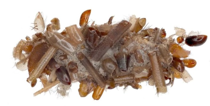 a bone collector caterpillar, which is a caterpillar covered in the body parts of dead insects it has eaten