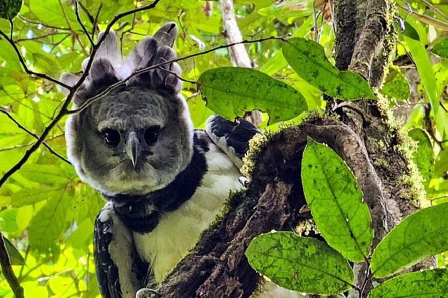 a close-up shot of a large gray bird called a harpy eagle looking unrepentant in a tree