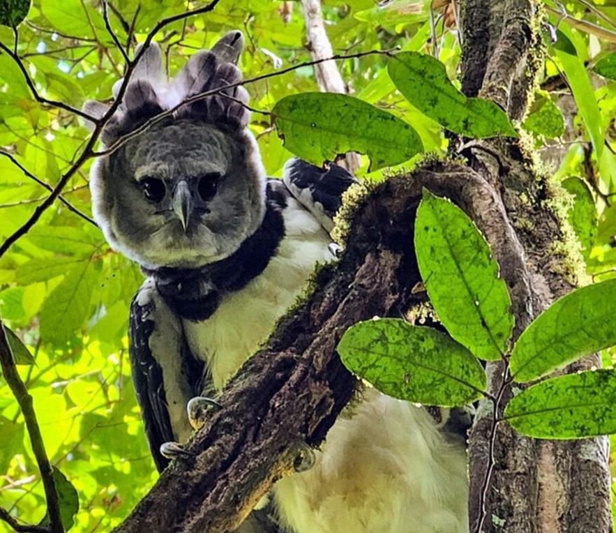 a close-up shot of a large gray bird called a harpy eagle looking unrepentant in a tree