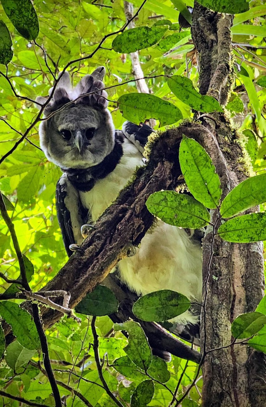 a close-up shot of a large gray bird called a harpy eagle looking unrepentant in a tree
