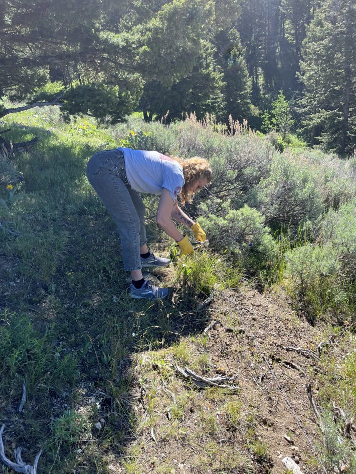 a photo of becca beckham installing a wildlife-friendly fence in Montana