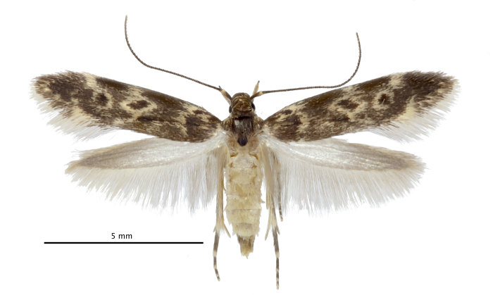a photo of the adult moth of the bone collector caterpillar. it is small and white and brown, somewhat ordinary looking.