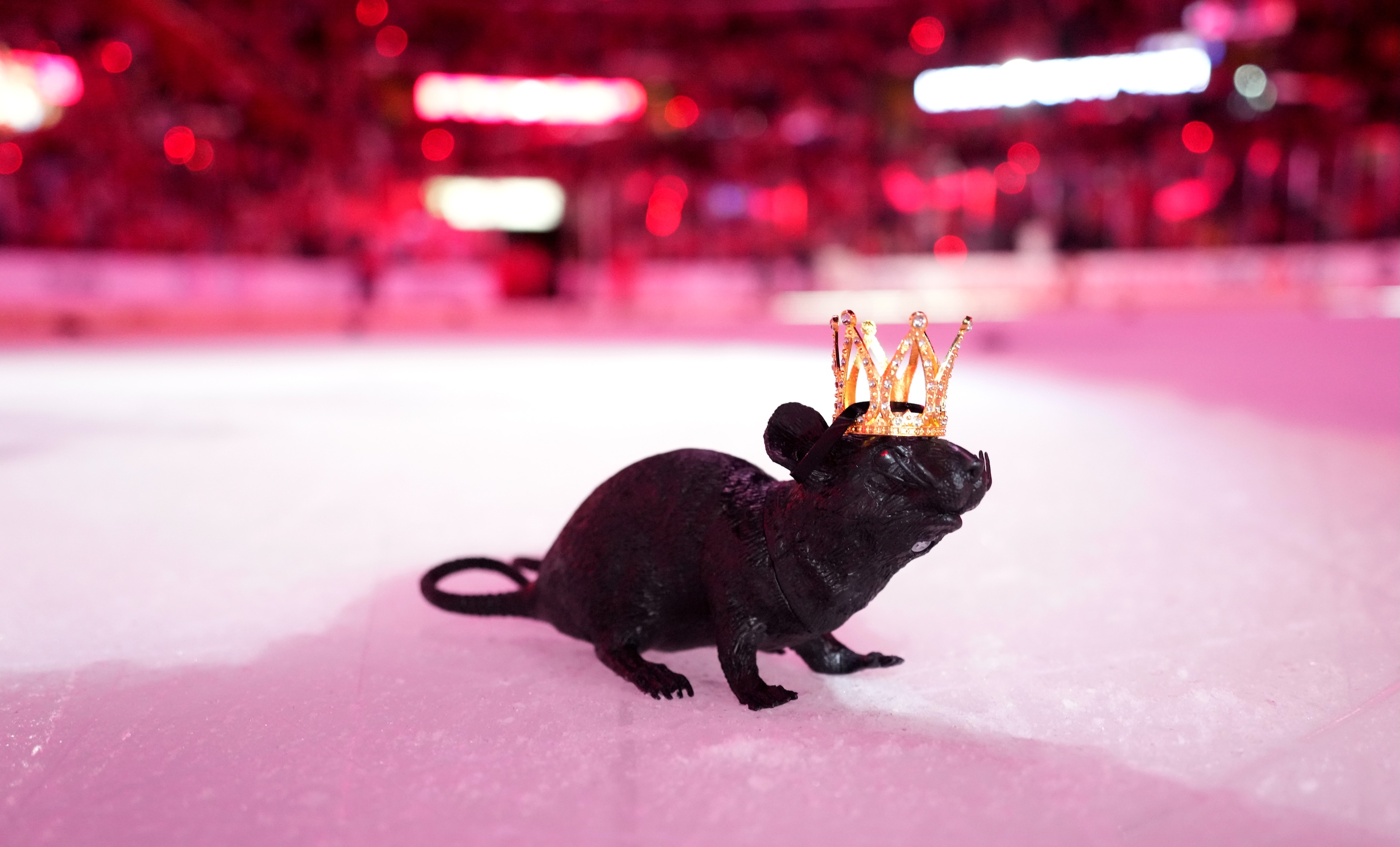 SUNRISE, FLORIDA - JUNE 09: A plastic rat is seen on the ice after the Florida Panthers 6-1 victory in Game Three of the 2025 Stanley Cup Final between the Edmonton Oilers and the Florida Panthers at Amerant Bank Arena on June 09, 2025 in Sunrise, Florida. (Photo by Brian Babineau/NHLI via Getty Images)