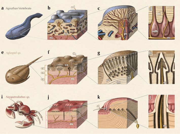 New research from UChicago shows that ancient vertebrate fish (top row), ancient arthropods (middle row), and modern-day arthropods (bottom row) all had convergent structures on their exoskeletons that are connected to nerves that allow the animals to sense their environment