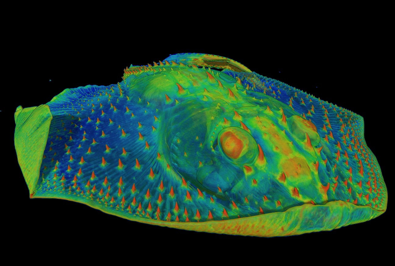 CT scan of the front of a skate, showing the hard, tooth-like denticles on its skin (shown in orange)