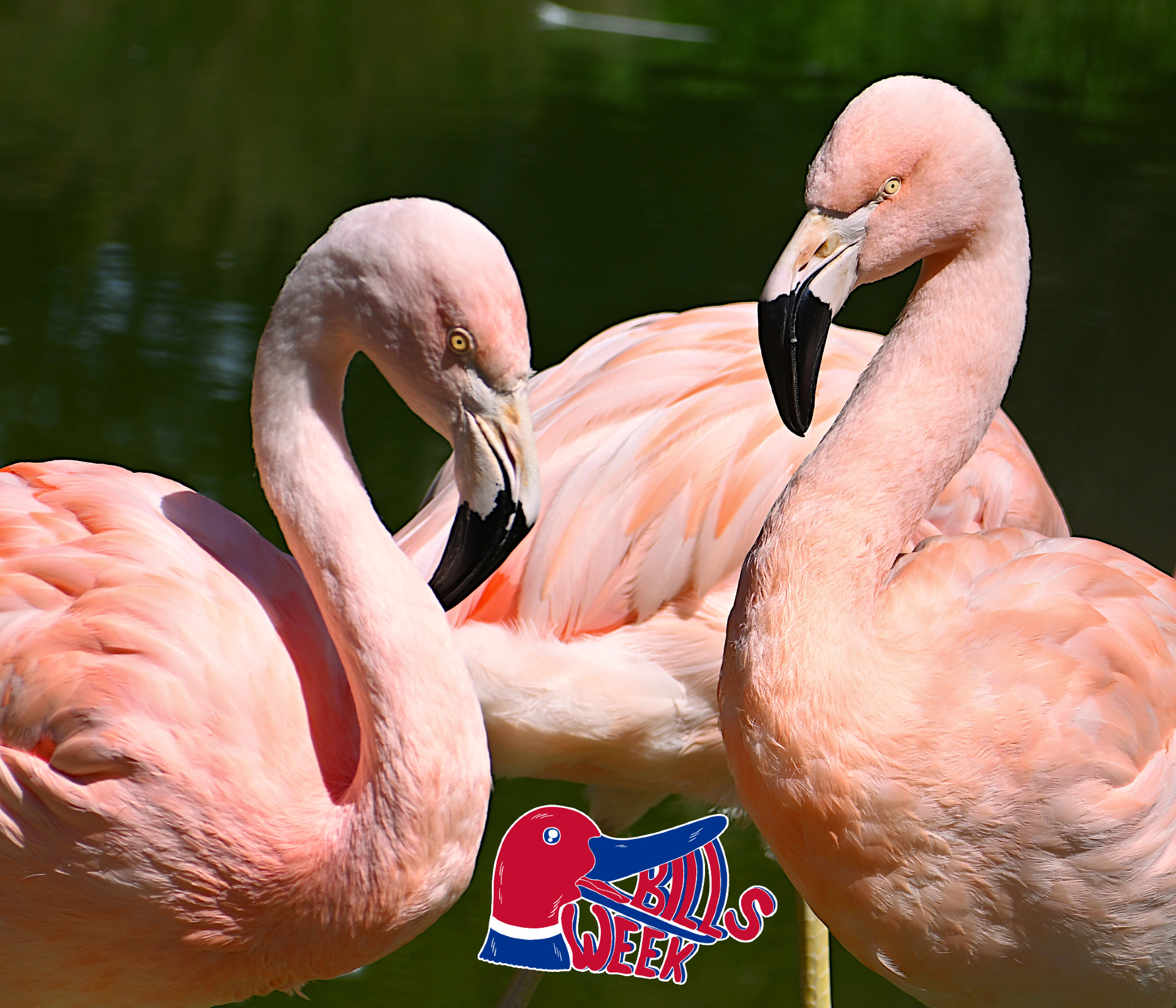 a trio of chilean flamingos, with the Bills Week logo