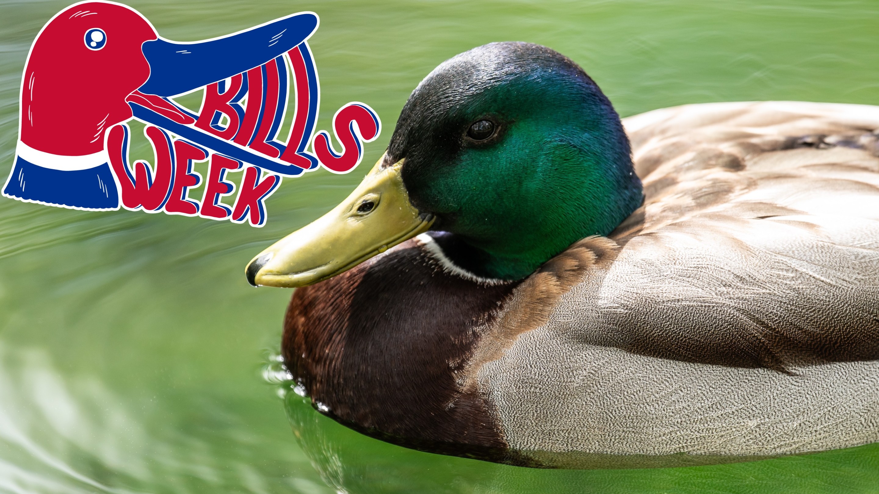 28 April 2024, Baden-Württemberg, Donaueschingen: A mallard duck swims in a pond in Donaueschingen Castle Park. Photo: Silas Stein/dpa (Photo by Silas Stein/picture alliance via Getty Images)