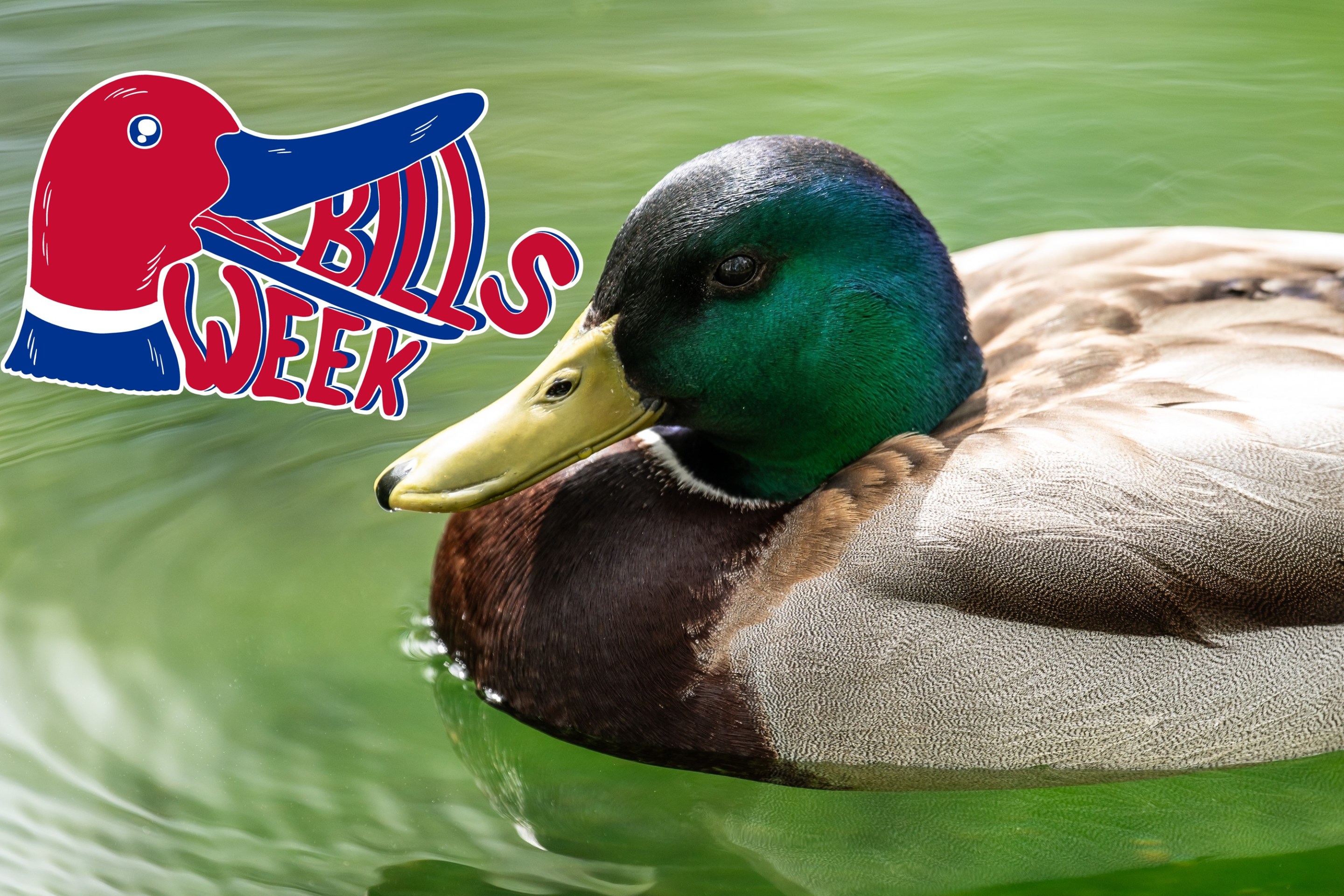 28 April 2024, Baden-Württemberg, Donaueschingen: A mallard duck swims in a pond in Donaueschingen Castle Park. Photo: Silas Stein/dpa (Photo by Silas Stein/picture alliance via Getty Images)