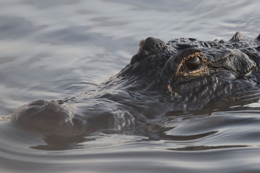 An alligator