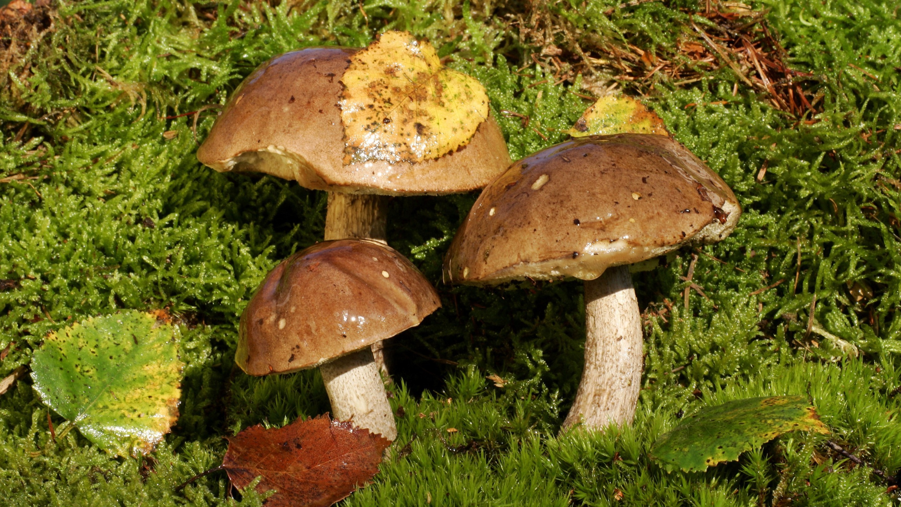 Birch boletus - edible mushrooms on moss (Leccinum scabrum)