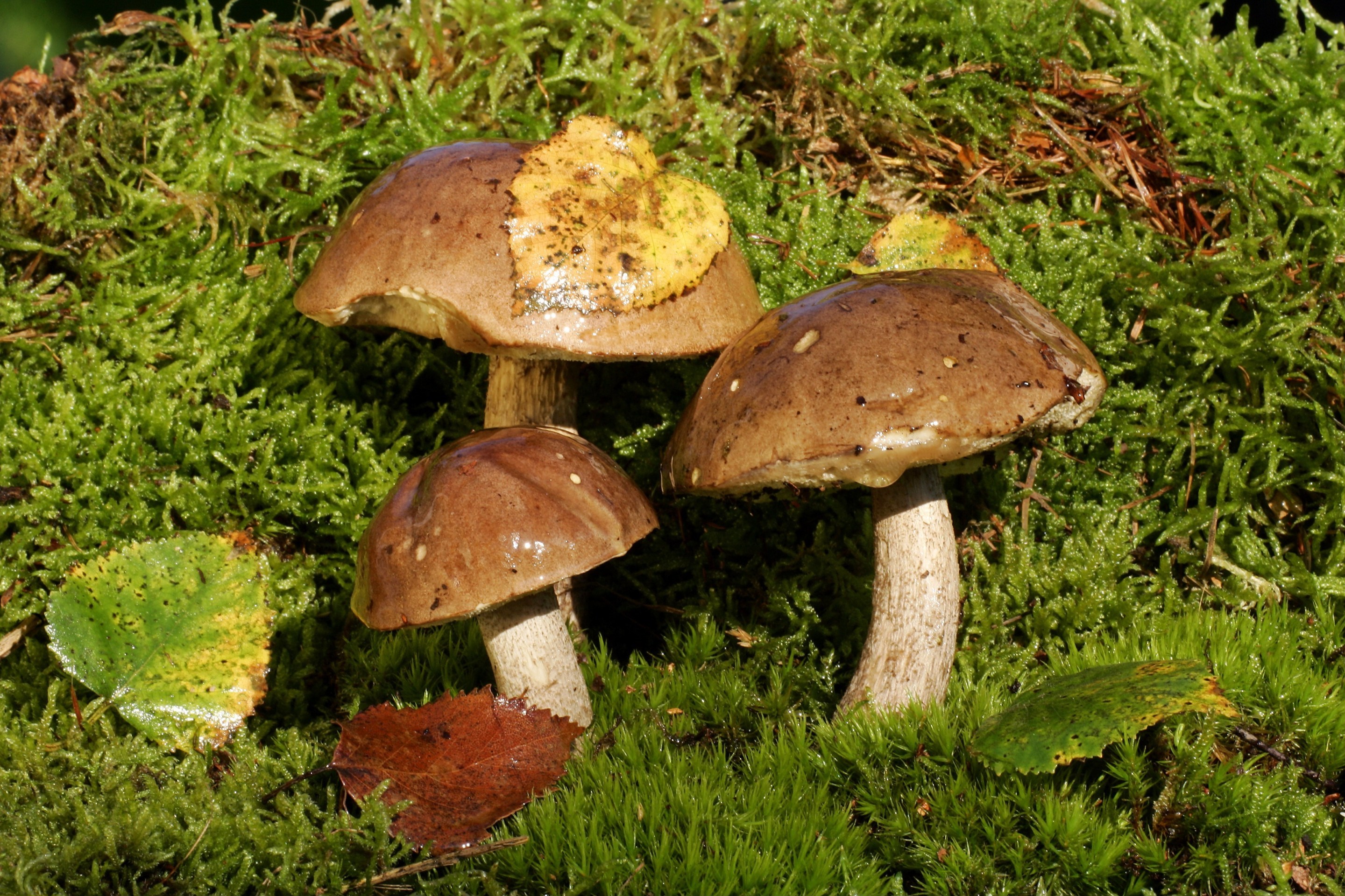 Birch boletus - edible mushrooms on moss (Leccinum scabrum)
