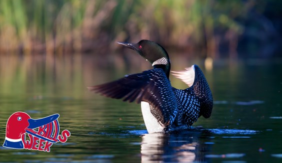 Fatal Battles In Common Loons: A Subsequent Analysis