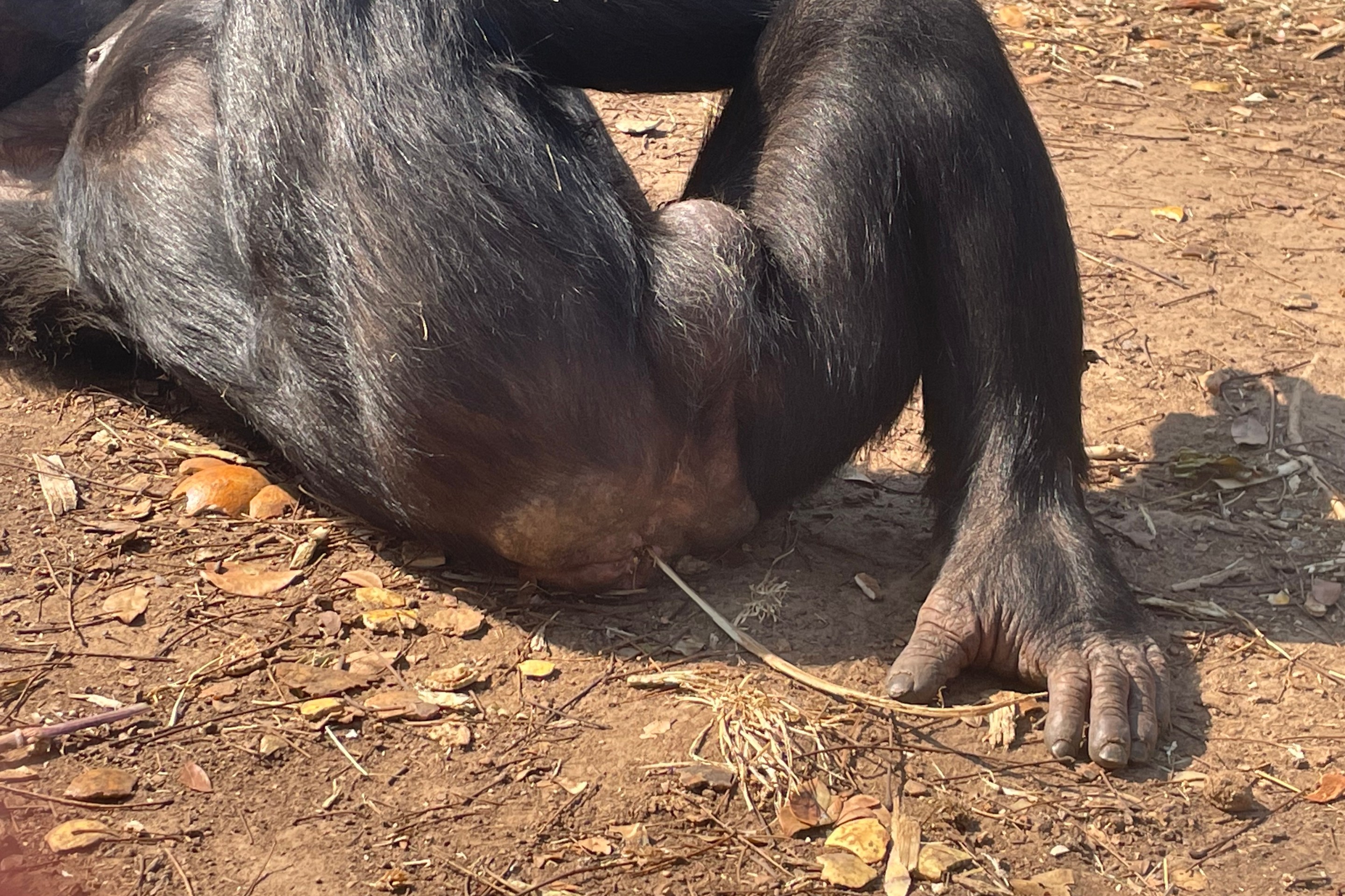 the behind of a chimp named Juma, who is displaying a behavior called grass-in-rear, in which a strand of grass dangles from his rectum
