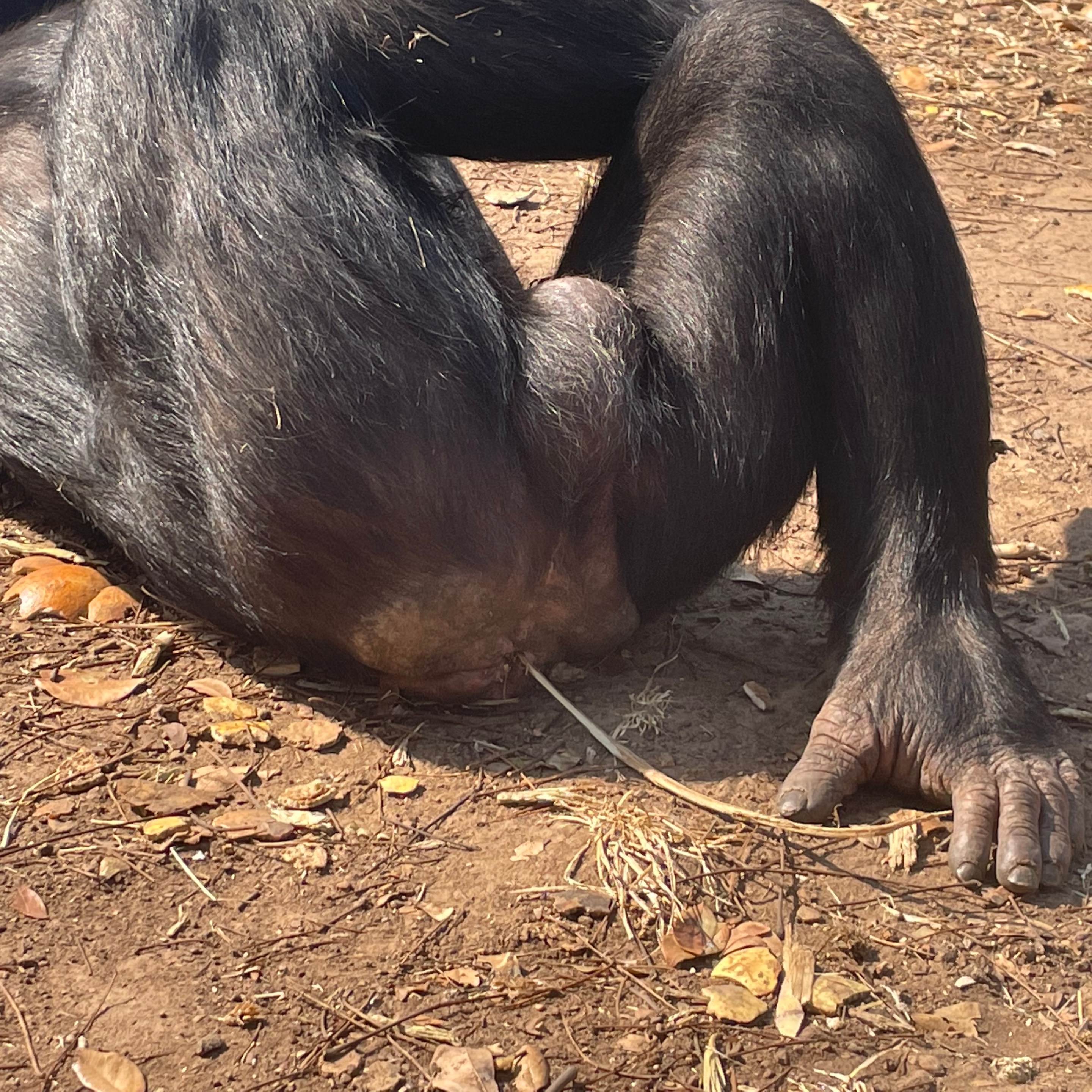 the behind of a chimp named Juma, who is displaying a behavior called grass-in-rear, in which a strand of grass dangles from his rectum
