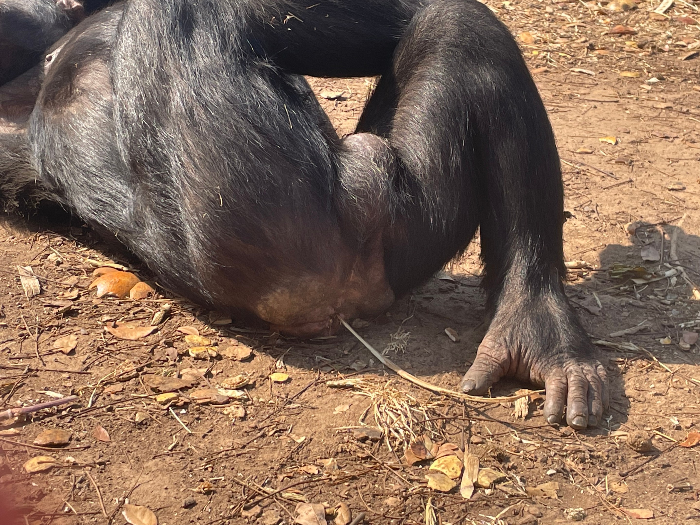 the behind of a chimp named Juma, who is displaying a behavior called grass-in-rear, in which a strand of grass dangles from his rectum