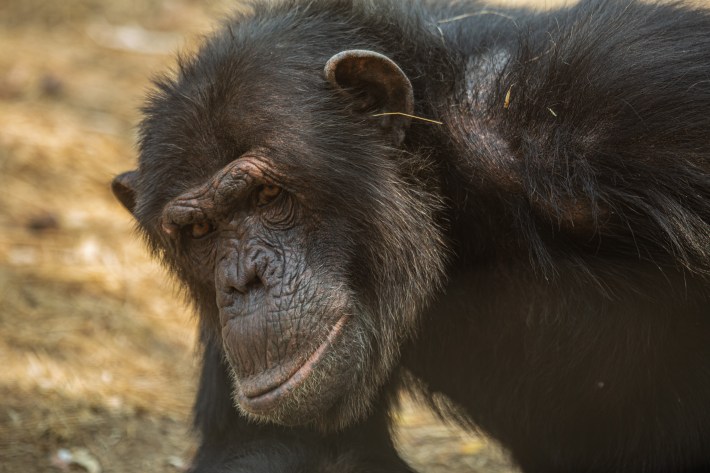 Innovation Moves In The Box Of Chimpanzee Rectum Adornment | Defector