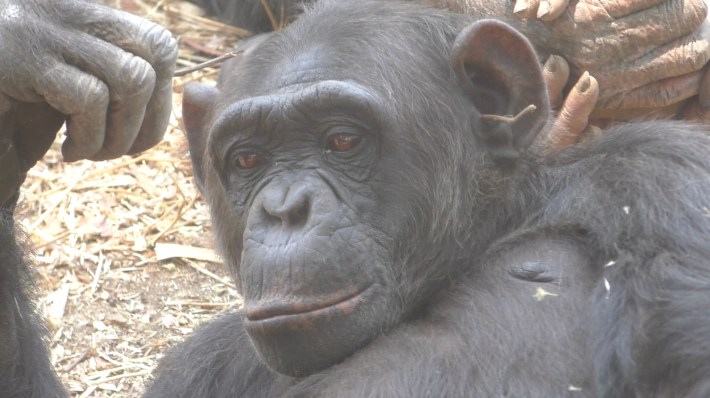 Un chimpancé llamado Aimee mostrando hierba en su oído