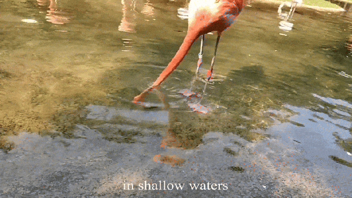 a gif of a flamingo stomping in a circle in shallow water feeding. it's weird!