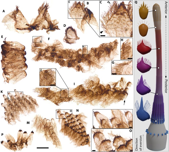 Kraytdraco spectatus gen. et sp. nov., teeth in the transitional region between the narrow and wide pharyngeal tracts, and reconstruction of the proboscis.