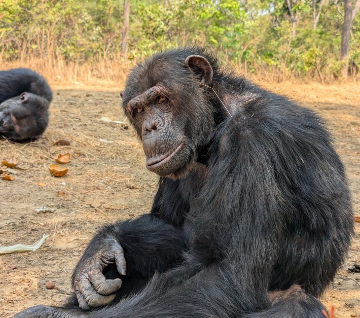 un chimpancé llamado Val mirando la cámara con una hoja de hierba que se le quita la oreja, desde la distancia