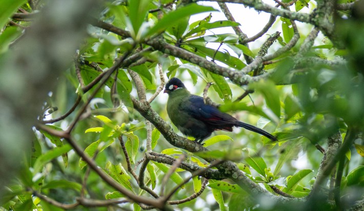 a green and blue bird with red eyeshadow called a Hartlaub's turaco