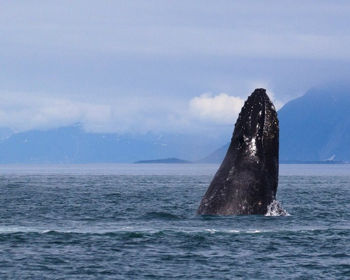 a humpback whale spyhopping in Glacier Bay National Park