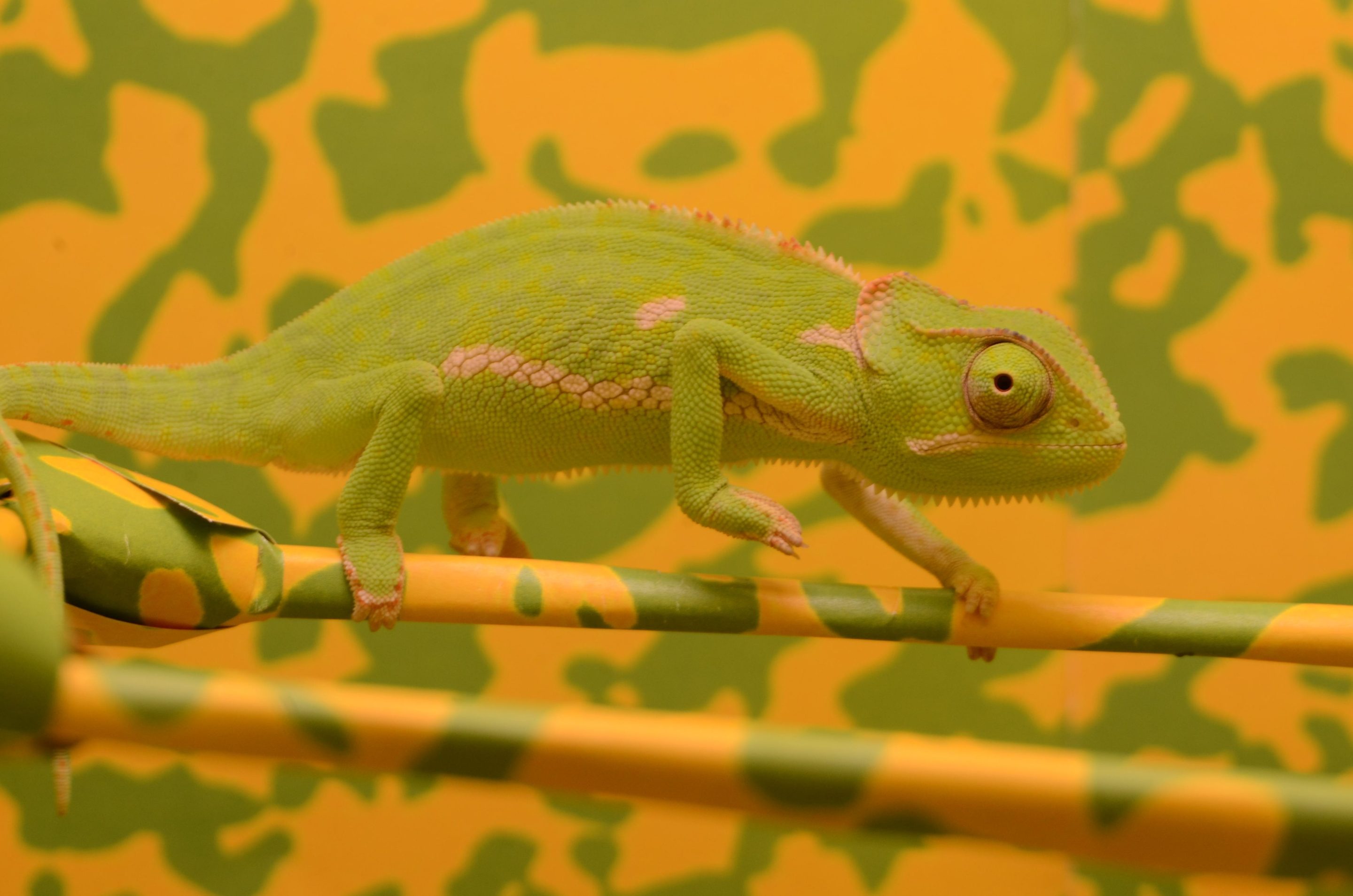 A photo of a green fla-necked chameleon posing against a swirly yellow and green background