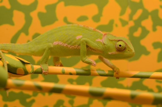 Chameleons Endure Tiny Knock To Colorful Reputation