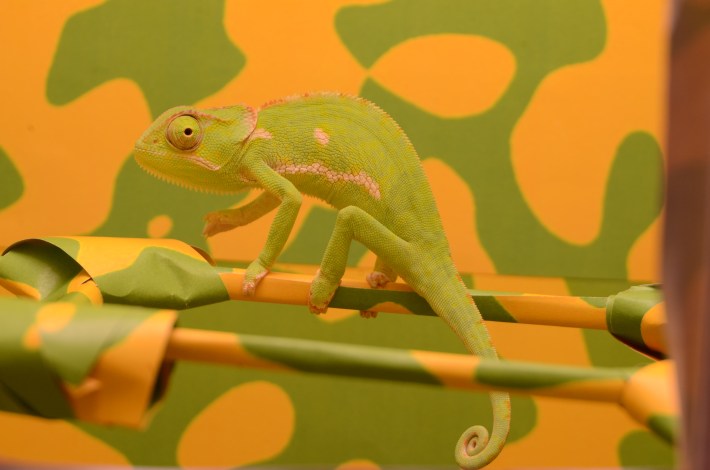 a green and yellow flap-necked chameleon in front of a green and yellow splotched background