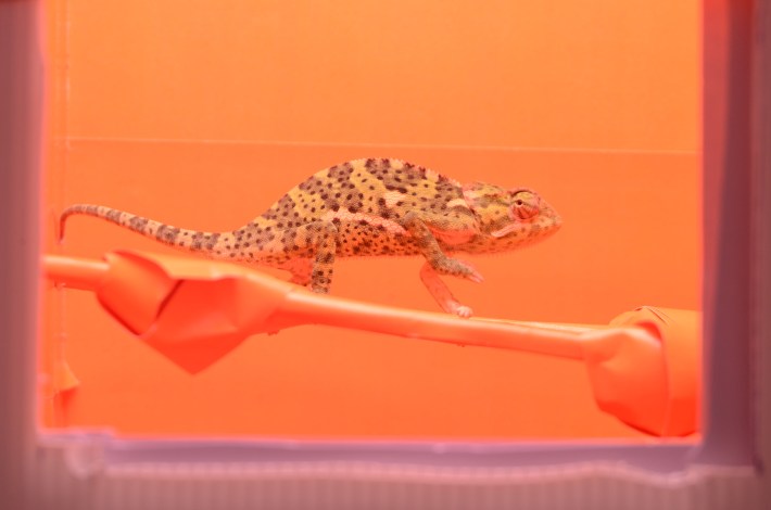 a photo of a yellow-brown motled flap-necked chameleon in front of an orange background