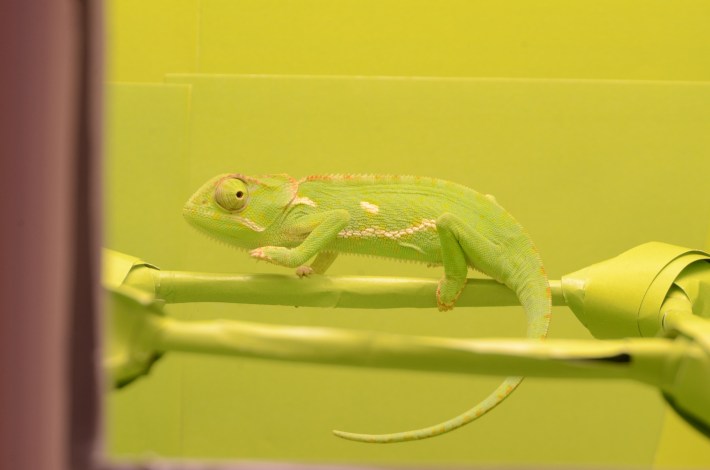 a photo of a pale green chameleon posing in front of. a light green packground