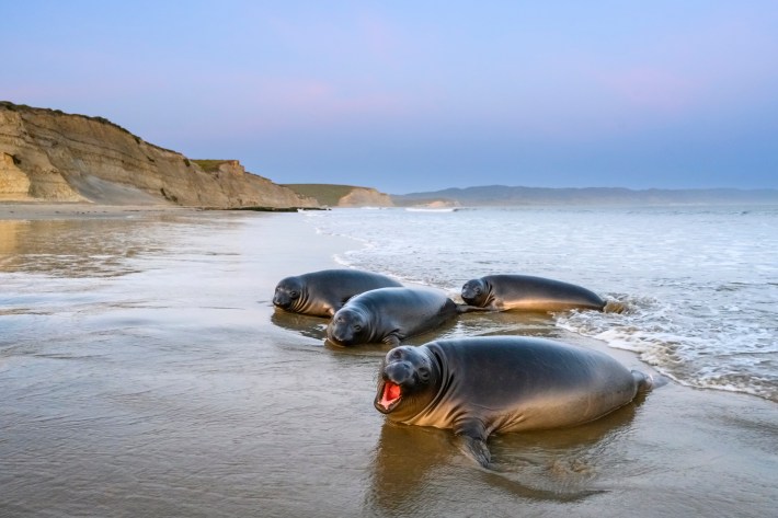 young northern elephant seals on the beach at Point Reyes
