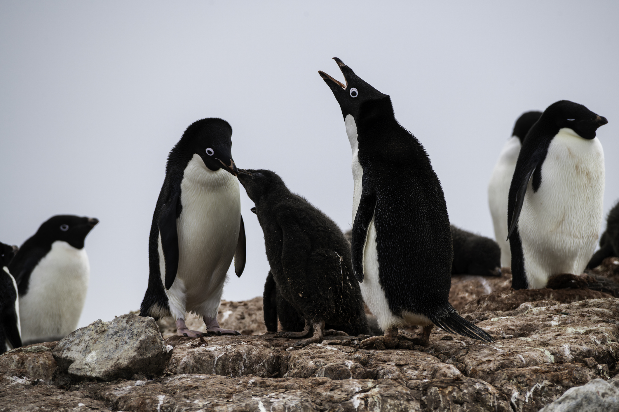 Adelie penguins on nests, Antarctica.