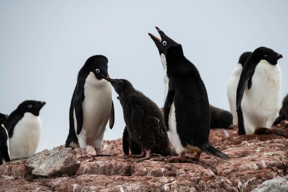 How Climate Change Is Transforming The Soundtrack Of The Natural World