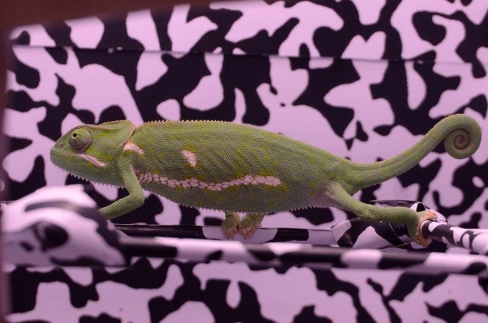 a green flap-becked chameleon in front of a black and white splotched background
