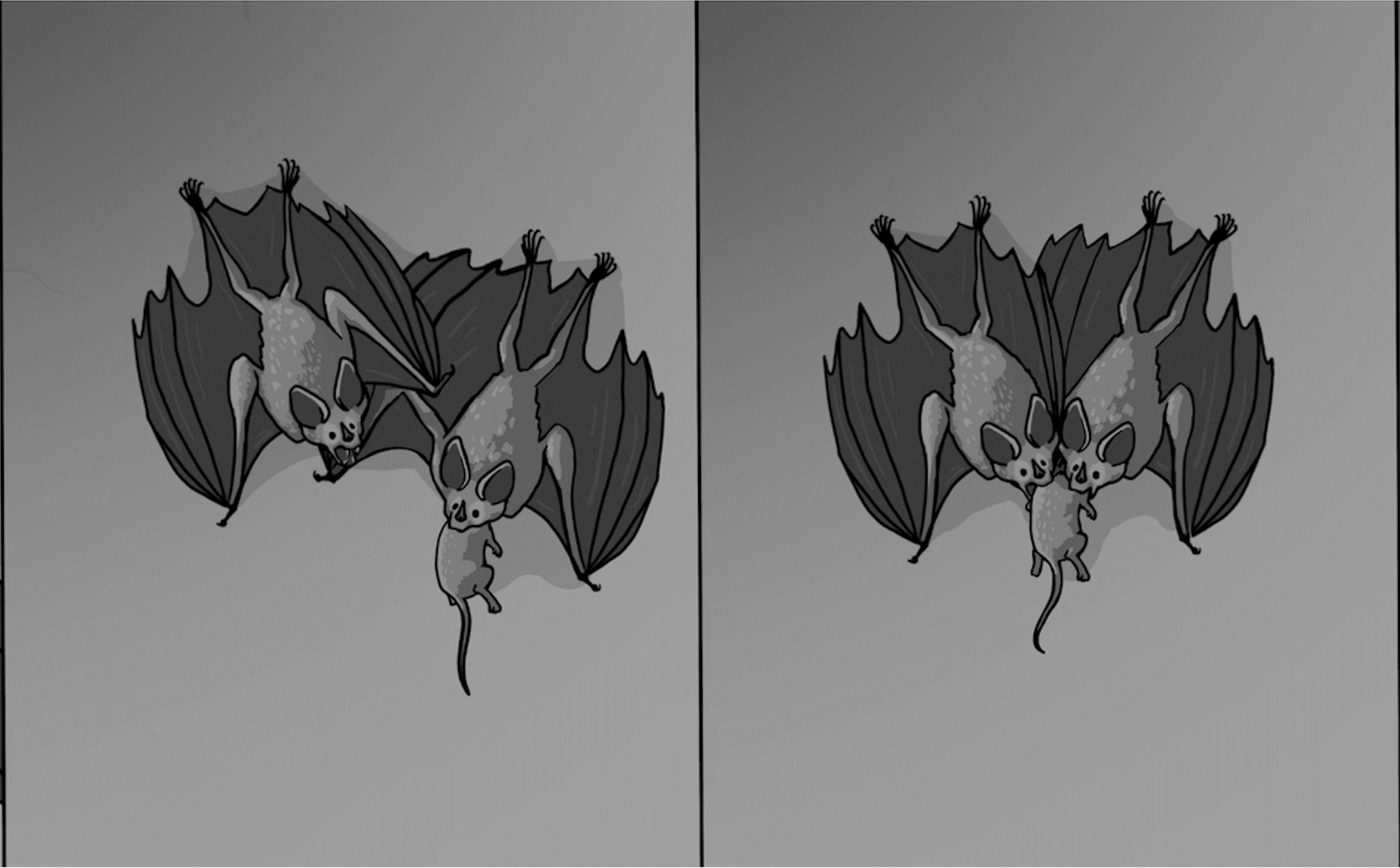 an illustration of two bats together, one with a rat. the next panel shows the two bats biting the rat together