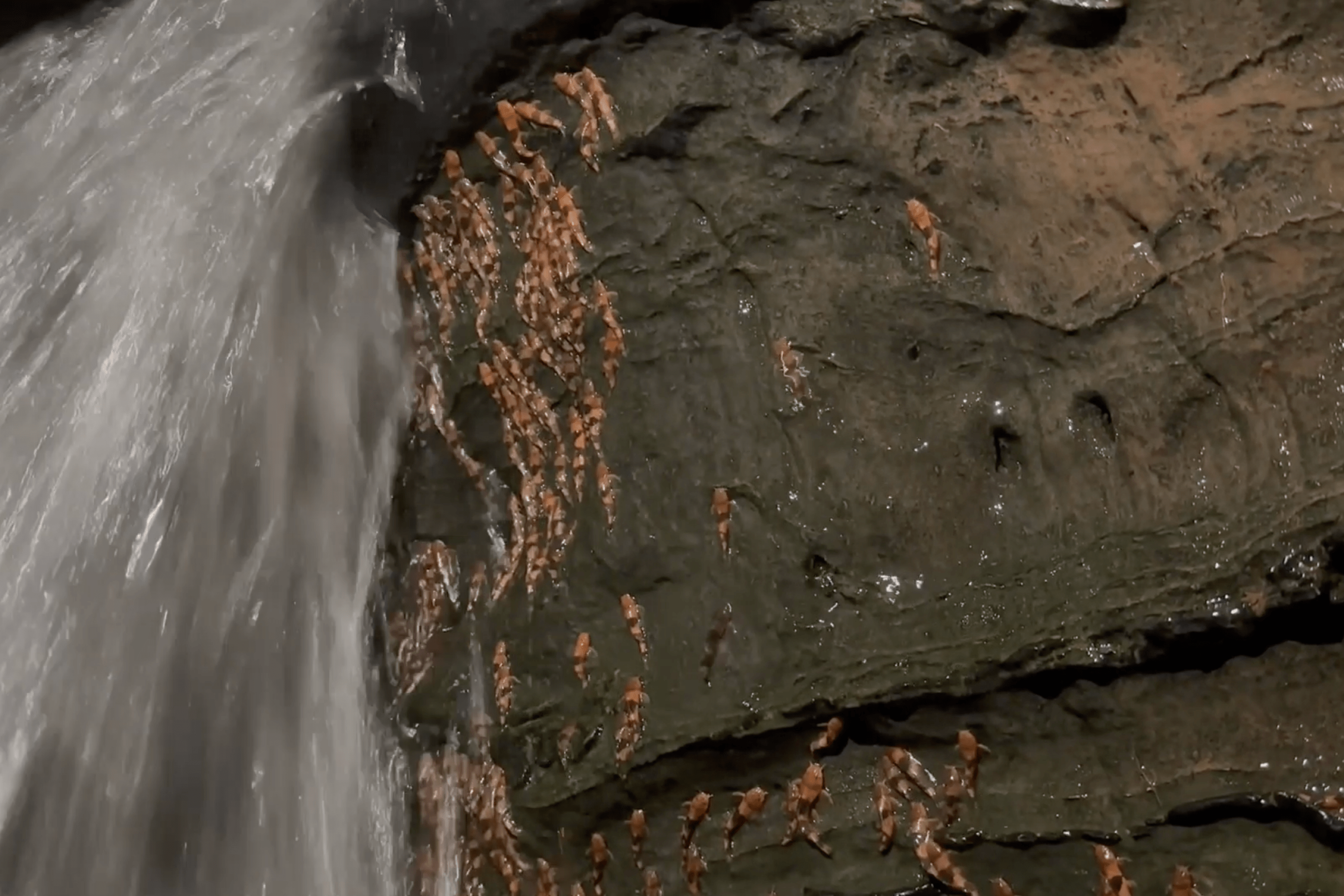 a swarm of bumblebee catfish climbing the vertical rock of a waterfall
