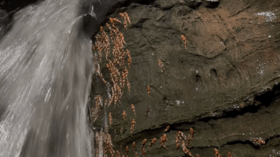 Where Are You Going, Fish?