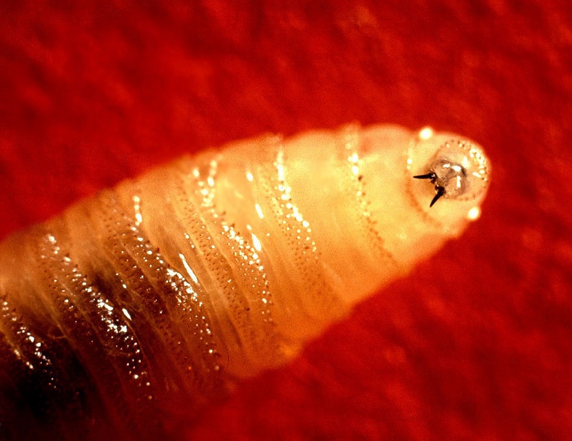 Screwworm larva. Tusklike mandibles protruding from the screwworm larva's mouth rasp the flesh of living warm-blooded animals.