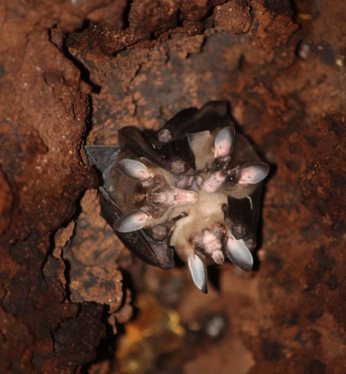 Three spectral bats hold each other with their wings in a "cuddle ball" inside their roost