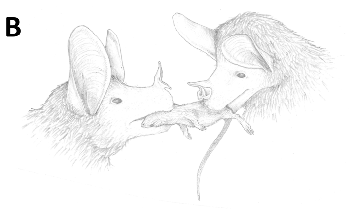 Illustrations of prey provision behavior between two bats: both are gripping a rat together