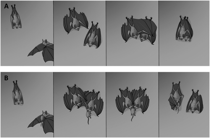 an illustration of four panels of a bat approaching another bat and hugging them, as well as four separate panels showing a bat sharing a rat with another bat