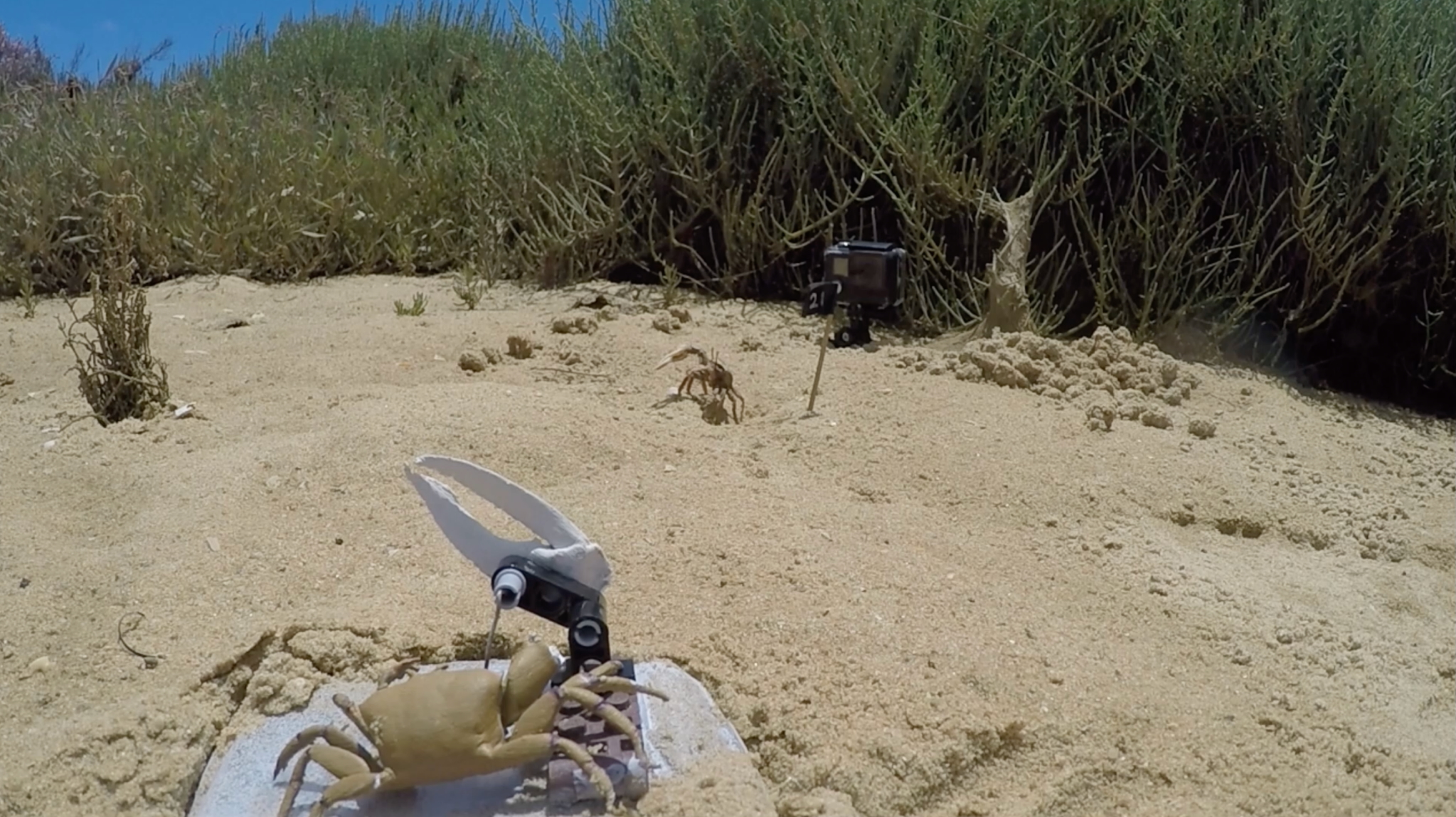 a 3D-printed crab named Wavy Dave is waving his claw at a fiddler crab in the distance