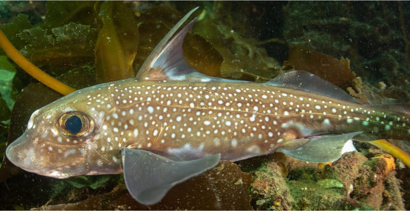 a spotted ratfish, which is a brownish fish with white spots and a white spot between its eyes
