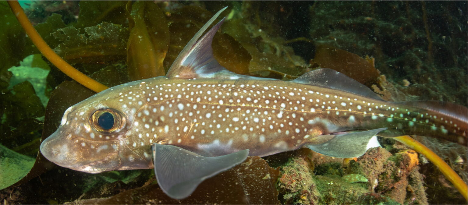 a spotted ratfish, which is a brownish fish with white spots and a white spot between its eyes