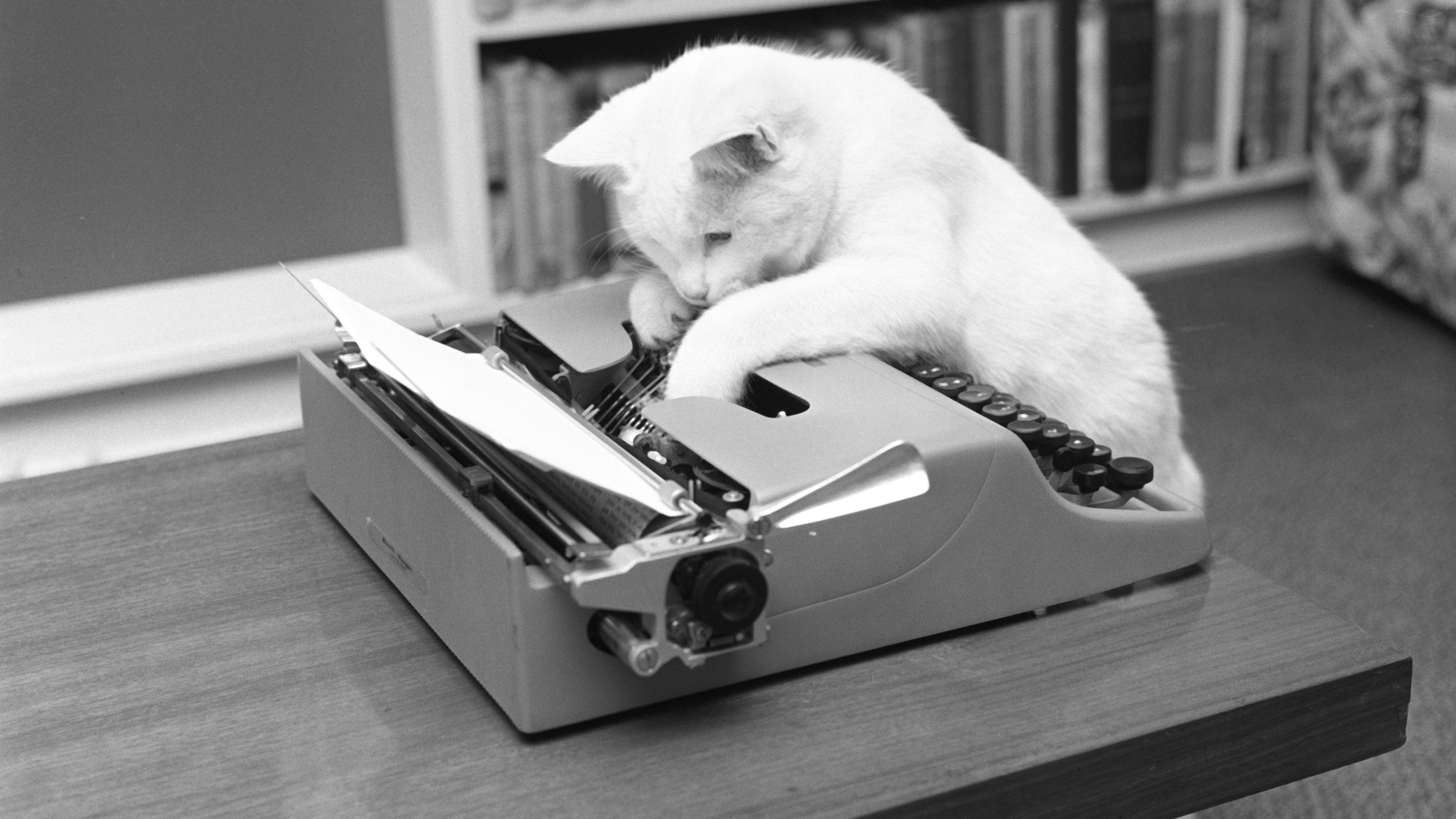 Bebel the cat, hard at work at a typewriter.